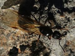 (Epirotes Collared Ant) gyne
