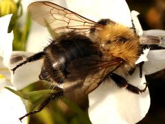 (Common Carder Bumble Bee) dorsal