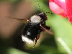 (Mourning Bee) flying (Mourning Bee) flying
