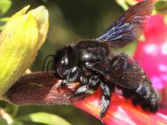 () (Xylocopa Carpenter Bee) sipping nectar on Qantu