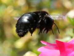 (Xylocopa Carpenter Bee) hovering (Xylocopa Carpenter Bee) hovering