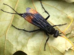 (Unifasciatus Spider Wasp) dorsal