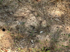 (Eastern Cicada Killer) burrows (Eastern Cicada Killer) burrows