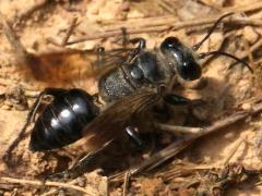 (Astata Digger Wasp) female (Astata Digger Wasp) female