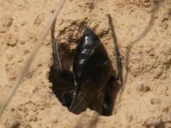 (Astata Digger Wasp) female burrow (Astata Digger Wasp) female burrow