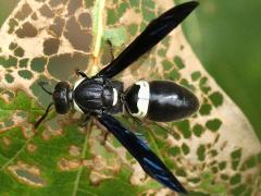 (Four-toothed Mason Wasp) dorsal (Four-toothed Mason Wasp) dorsal