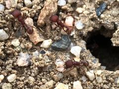 (Western Harvester Ant) workers (Western Harvester Ant) workers