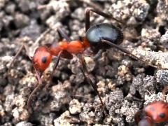(Allegheny Mound Ant) lateral (Allegheny Mound Ant) lateral
