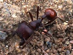 (Rough Harvester Ant) dorsal (Rough Harvester Ant) dorsal