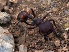 (Rough Harvester Ant) frontal (Rough Harvester Ant) frontal