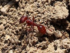 (Western Harvester Ant) dorsal (Western Harvester Ant) dorsal
