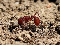 (Western Harvester Ant) lateral (Western Harvester Ant) lateral