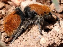 (Eminent Velvet Ant) female (Eminent Velvet Ant) female
