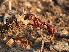 (Red Harvester Ant) lateral (Red Harvester Ant) lateral