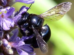 (Eastern Carpenter Bee) on Pickerelweed (Eastern Carpenter Bee) on Pickerelweed