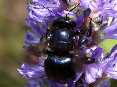 (Southern Carpenter Bee) female dorsal (Southern Carpenter Bee) female dorsal