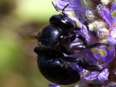 (Southern Carpenter Bee) female lateral (Southern Carpenter Bee) female lateral