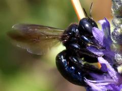 (Southern Carpenter Bee) female ventral (Southern Carpenter Bee) female ventral