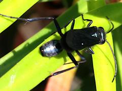 (Common Blue Mud-dauber Wasp) dorsal (Common Blue Mud-dauber Wasp) dorsal