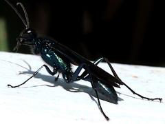 (Common Blue Mud-dauber Wasp) lateral (Common Blue Mud-dauber Wasp) lateral