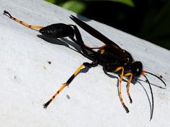 (Yellow-legged Mud-dauber Wasp) lateral (Yellow-legged Mud-dauber Wasp) lateral