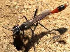 (Abert's Thread-waisted Wasp) dorsal (Abert's Thread-waisted Wasp) dorsal