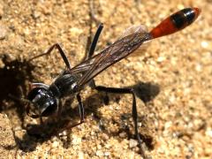 (Abert's Thread-waisted Wasp) frontal (Abert's Thread-waisted Wasp) frontal