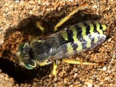 (American Sand Wasp) burrow (American Sand Wasp) burrow