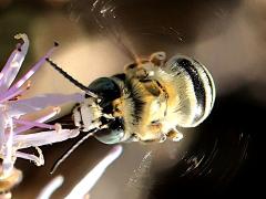 (Urbane Digger Bee) hovering (Urbane Digger Bee) hovering