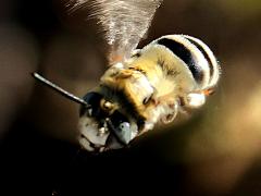 (Urbane Digger Bee) hovers (Urbane Digger Bee) hovers
