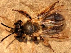 (Andrena Mining Bee) dorsal (Andrena Mining Bee) dorsal