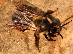 (Andrena Mining Bee) profile (Andrena Mining Bee) profile