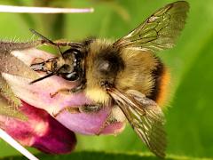 (Fuzzy-Horned Bumble Bee) robbing nectar (Fuzzy-Horned Bumble Bee) robbing nectar