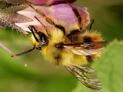 (Fuzzy-Horned Bumble Bee) stealing nectar (Fuzzy-Horned Bumble Bee) stealing nectar