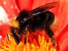 (Western Bumble Bee) lateral (Western Bumble Bee) lateral