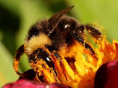 (Western Bumble Bee) nape (Western Bumble Bee) nape