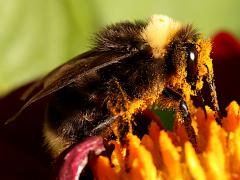 (Western Bumble Bee) nectaring (Western Bumble Bee) nectaring