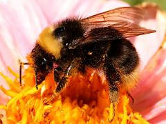 (Western Bumble Bee) profile (Western Bumble Bee) profile