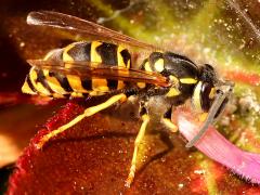 (Alaska Yellowjacket) dorsal (Alaska Yellowjacket) dorsal
