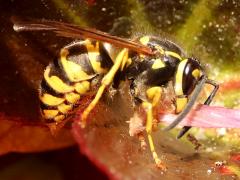 (Alaska Yellowjacket) profile (Alaska Yellowjacket) profile