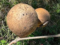 () (Live Oak Apple Gall Wasp) gall on California Live Oak