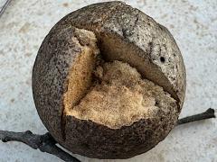 () (Live Oak Apple Gall Wasp) open gall on California Live Oak