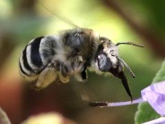 (Urbane Digger Bee) hovering (Urbane Digger Bee) hovering