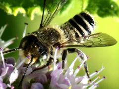 (Megachile Leafcutter Bee) back