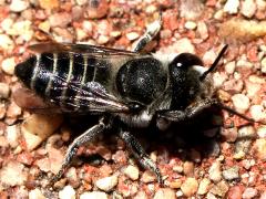 (Megachile Leafcutter Bee) dorsal