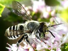 (Megachile Leafcutter Bee) feeding