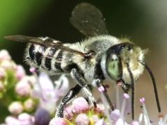 (Megachile Leafcutter Bee) head