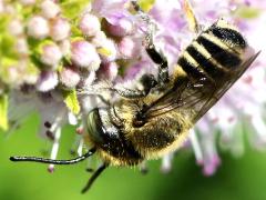 (Megachile Leafcutter Bee) rear