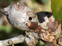 () (Southern Live Oak Stem Gall Wasp) nipple gall on Southern Live Oak