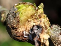 () (Southern Live Oak Stem Gall Wasp) open gall on Southern Live Oak